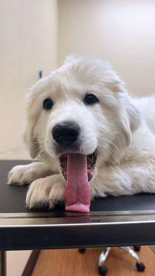 Great Pyrenees Puppy