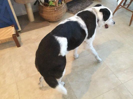 Our 15 year old Dalmatian mix was just groomed by Jen and her staff. They were so tender and kind to our sweetie! Thank you so much!