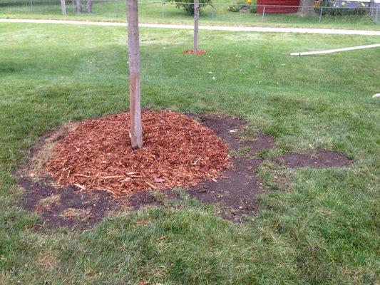 Tree installed 7/11/16, dirt & buried sod beyond the root ball/spade line, soil compaction and heavy sod depressions left by A.H.T.F.