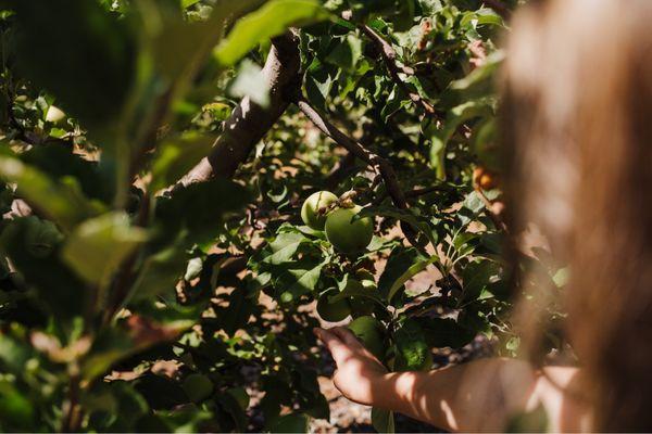 Picking apples