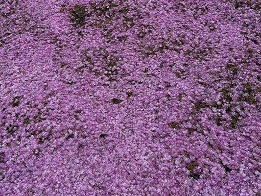 Bed of flowers