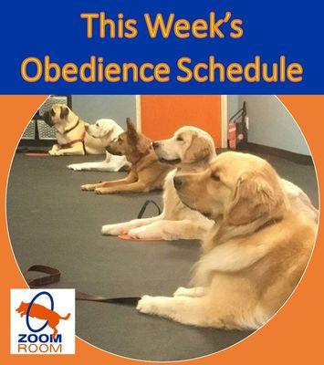 The best Obedience Classes in Huntington Beach!