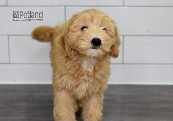 Miniature Goldendoodle