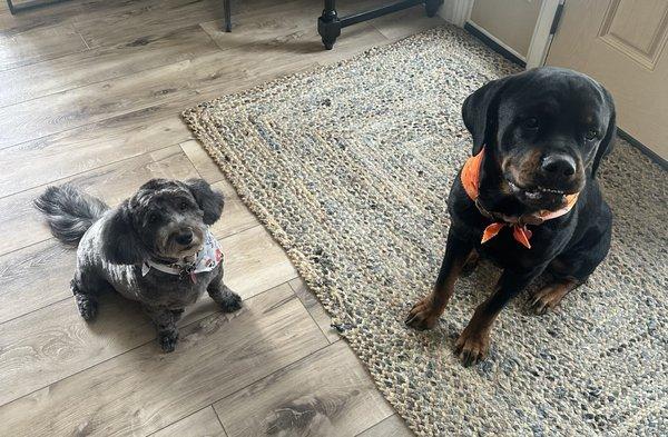 After pictures! Halloween bandanas, unbelievably cute.