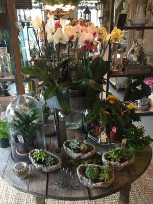 orchid table