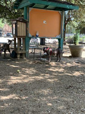 Drinking station for dogs