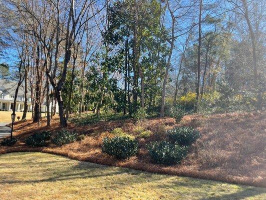 Beautiful red long leaf pine straw installed in Buckhead