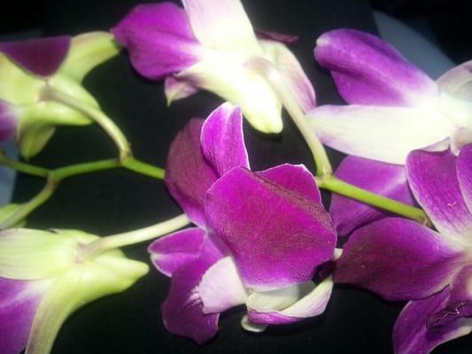 Some beautiful orchids from a special member.