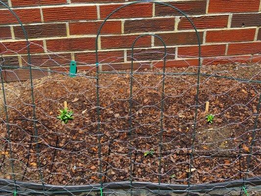 Milkweed from Brent And Becky's after being planted two weeks ago.