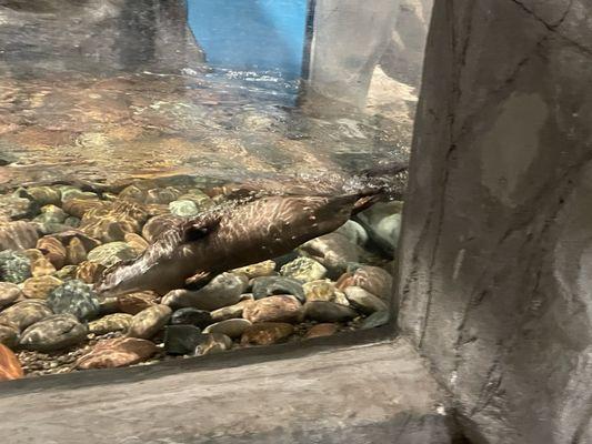 Otter Exhibit