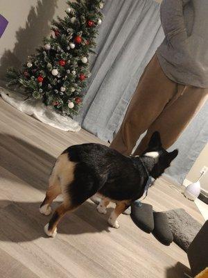 Perfect corgi butt trim.