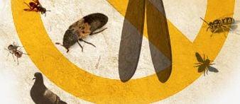 bee removal, bee exterminators in, bee hive removal, termite control, pigeon control