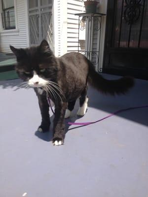 Bartleby with his summer haircut.