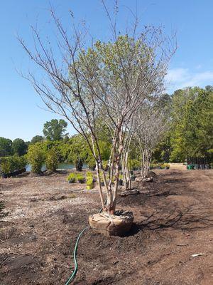 We have Crepe  Myrtle ( Natchez) 7ft, 9ft, 12ft call Mr. Martini's tree farm and ask your  tree