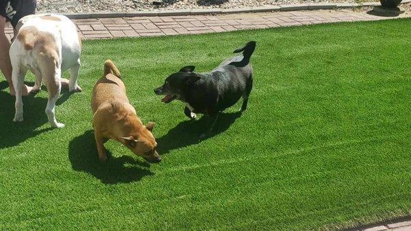 The pups loving the turf when we rolled it out to stretch and cut it.