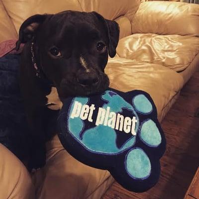 Arya loves Pet Planet!