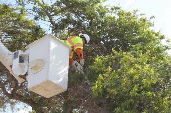 Tree Trimming