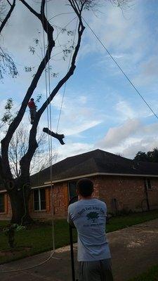 Removing Ash Tree