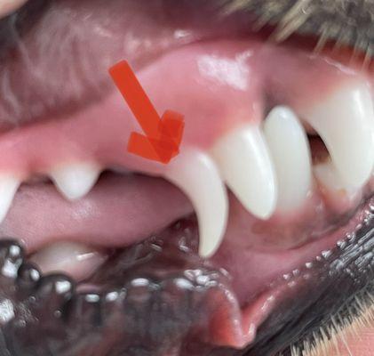 Retained baby canine tooth.