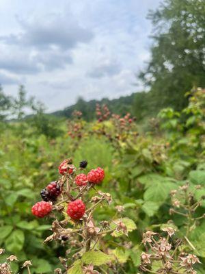 Wild berries