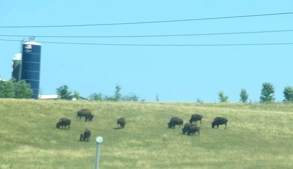 You can see the buffalo from the highway