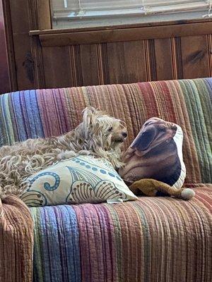 Posie with Sadie pillow