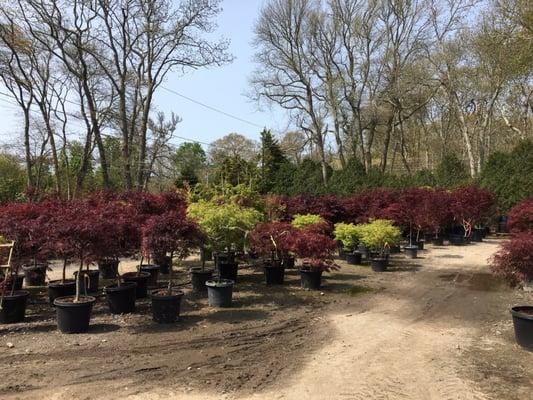 The best Japanese Maple selection around!