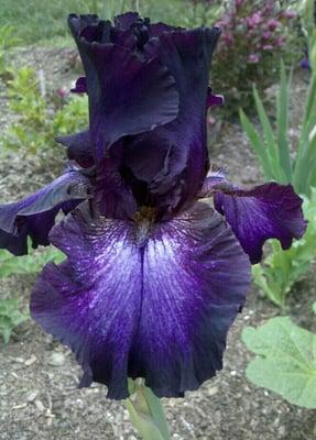 Siberian Iris