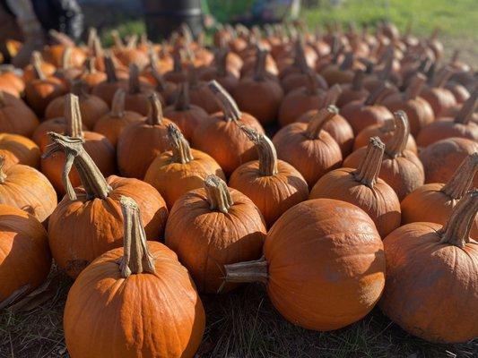 Pumpkin picking experience