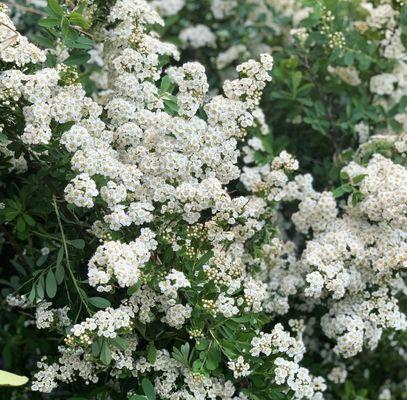 Spirea