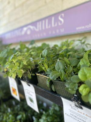 Rolling Hills Herbs & Heirloom Annuals