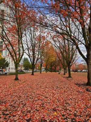 Tom McCall Waterfront Park