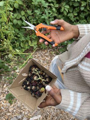 Blackberries. Make sure you wear long pants/sleeves.  The thorns can be brutal!  Also a bit of poison oak up the hillside so be careful.