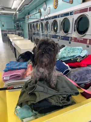 My furry child helping me fold clothes