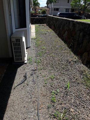 Before picture of a weed filled gravel area without drainage