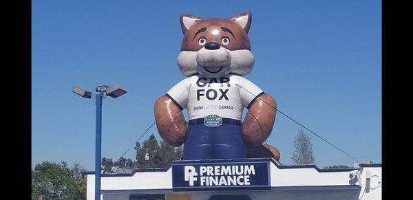 The handsome CARFOX from CARFAX will be at Premium Finance all weekend bringing with him lots of fun and deals! Come by and see him!