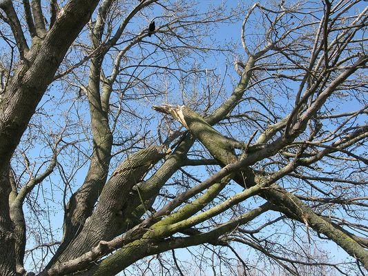 We provide comprehensive analysis of your trees by one of our experienced arborists.