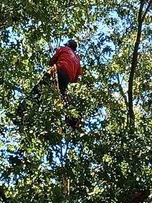 Tree trimming