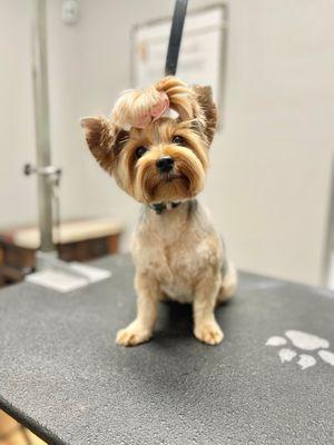 Yorkie haircut