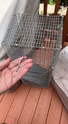 The trap with no bait and just one nail to secure it as we know raccoon are big and heavy a pointless trap refund for 550.00