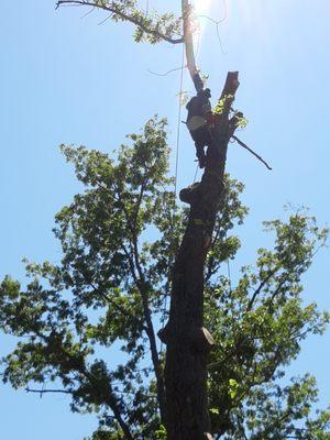 ViewPoint Tree Service