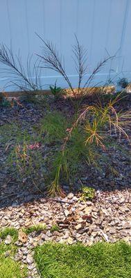 This green stick is Sunscape's now since planting June. Regular water, fertilized outside of ban. Pruning will take 3 years