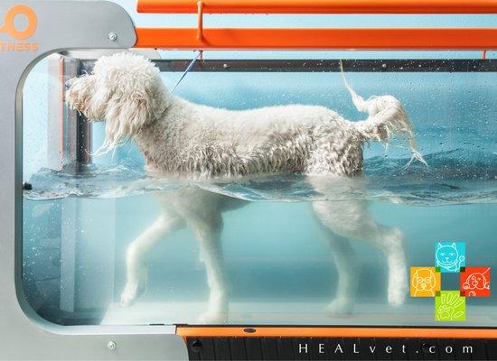 Underwater treadmill therapy helps our injured and aging pet population stay fit and mobile.