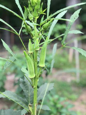 Okra plant