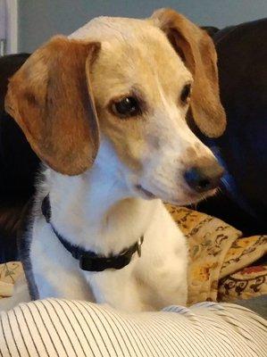 Joey, Beagle/Whippet, enjoyed sniffing everything and roaming the fenced area.