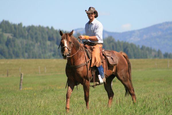 Yellowstone Horses