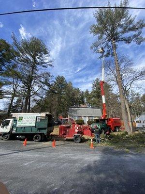 Pine remove in front yard