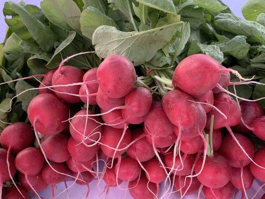 Fresh Radishes