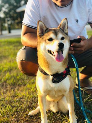 Our dog loves the park!