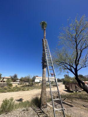 Palm tree trimming